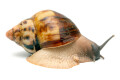 Archachatina marginata egregia Cameroon two-tone adult